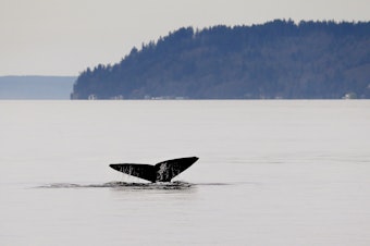 caption: A gray whale, called "Little Patch" and one of a group known locally as the "Saratoga grays" for a nearby passage the whales favor, shows its massive tail fluke while diving Friday, March 13, 2015, in Possession Sound, near Everett, Wash. 