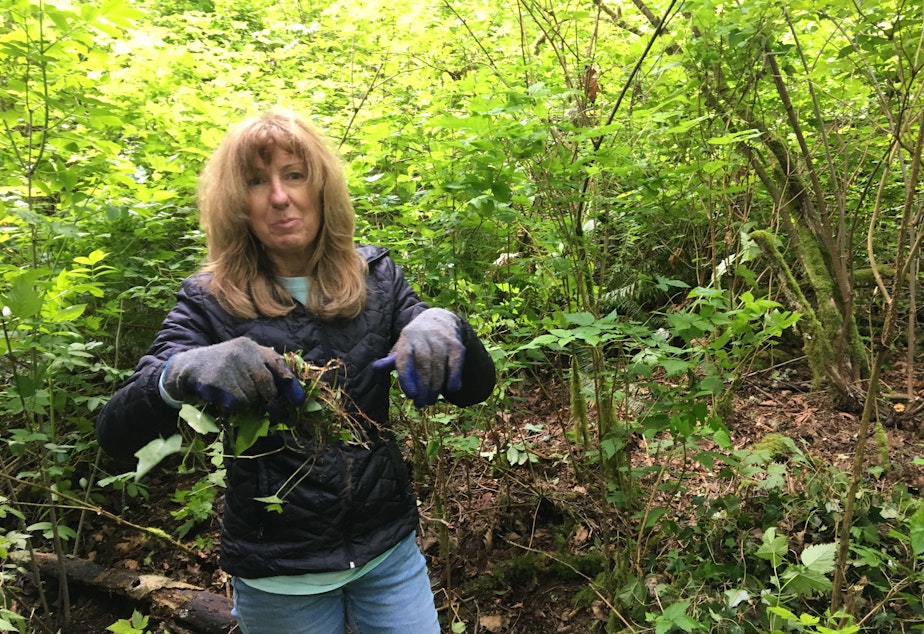caption: Edmonds Ivy League member Lisa Villanueva demonstrates her technique for removing ivy from a thicket of native salmonberries in Southwest County Park in Edmonds, Washington, in May 2022. 