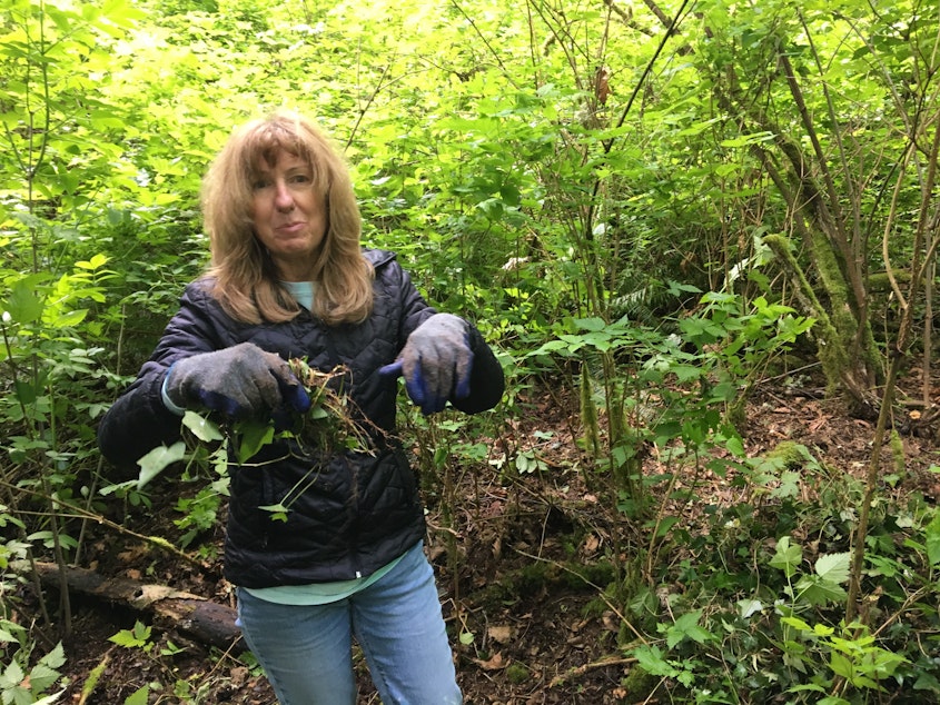 caption: Edmonds Ivy League member Lisa Villanueva demonstrates her technique for removing ivy from a thicket of native salmonberries in Southwest County Park in Edmonds, Washington, in May 2022. 