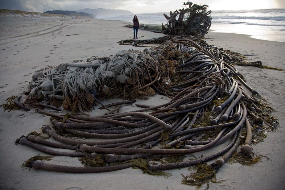 caption: Bull kelp routinely washes up on West Coast beaches after storms, but there are more reasons to worry about the health of the kelp forests just offshore.