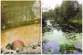 caption: Hamm Creek, before (left) and after John Beal's conservation efforts. His daughter, Liana Beal, remembers when their family first moved to the area, and would find dead fish in the creek. Now salmon have returned.