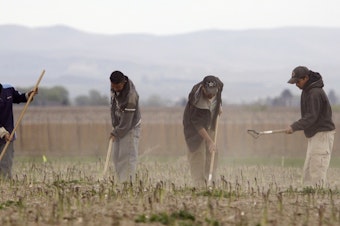 caption: In this photo taken April 27, 2009, Latino workers till an asparagus field near Toppenish, Wash., on the Yakama Indian Reservation.