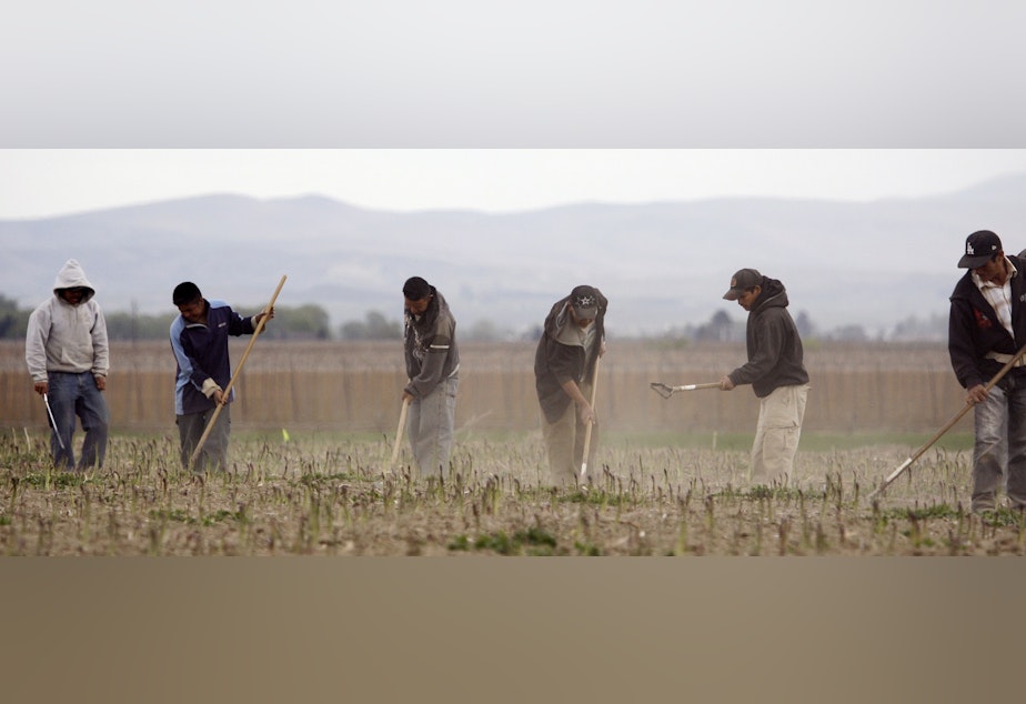 caption: In this photo taken April 27, 2009, Latino workers till an asparagus field near Toppenish, Wash., on the Yakama Indian Reservation.