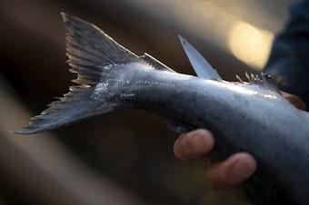 caption: A pink salmon caught by fisherman Tom Molinas is shown on Thursday, August 31, 2023, at Lincoln Park in Seattle. 