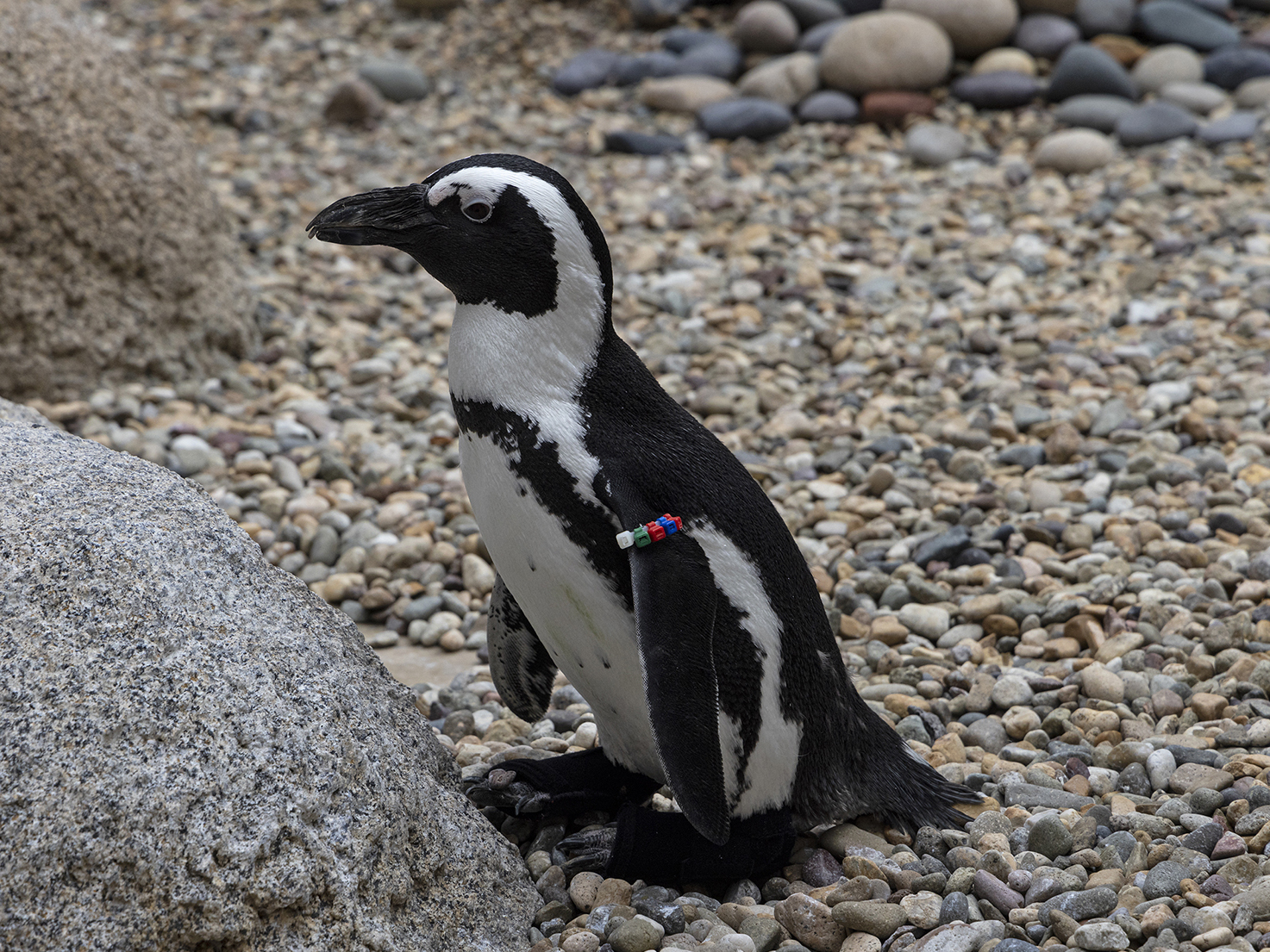 caption: Lucas developed a spinal infection that left him struggling to stand upright without support.