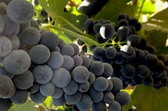 caption: Wine grapes from SJR Vineyard 