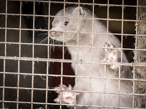 caption: A mink is photographed on a farm in October in Hjoerring, in North Jutland, Denmark. Denmark will cull its population of mink after discovering coronavirus outbreaks.