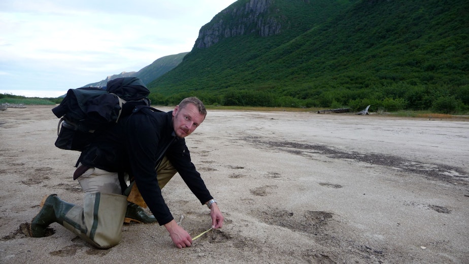 caption: Host Chris Morgan measuring brown bear tracks on the Alaska Peninsula. Some of the big ones are 15 inches long!
