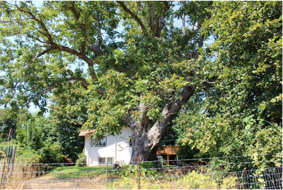 caption: Black pioneer George Bush planted this tree on his Thurston County farm from root stock he brought with him from Missouri on the Oregon Trail. A sapling from this tree is now growing on Washington's Capitol Campus. Soon, a monument to Bush will be placed nearby.