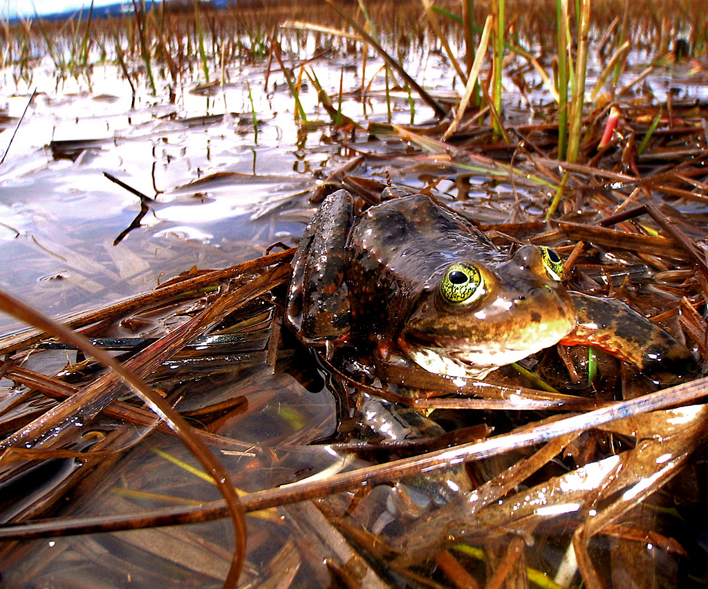 caption: Oregon Spotted Frog