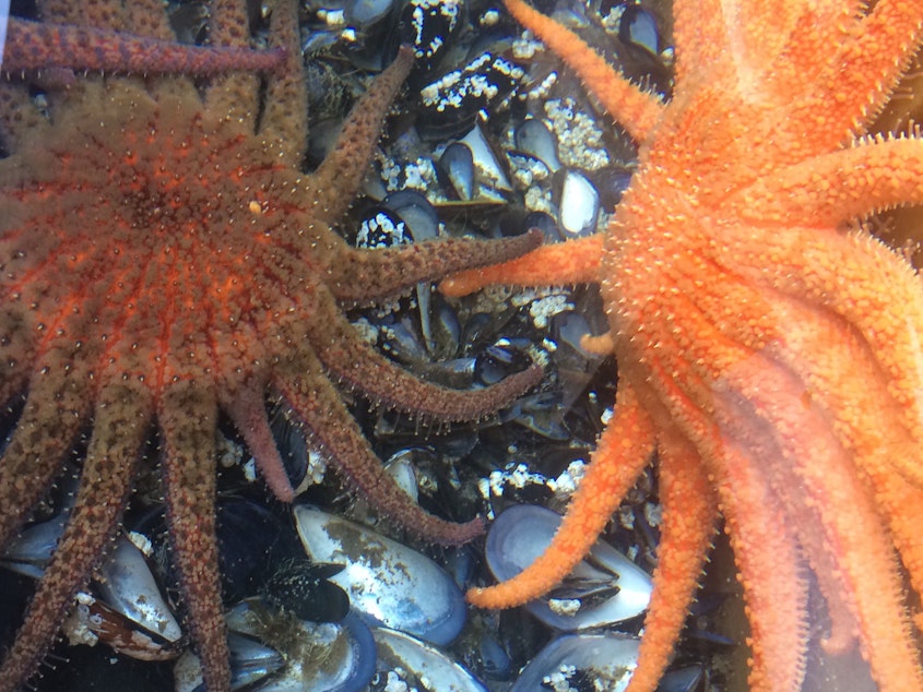 caption: Adult sunflower stars and mussels they feed on in a tank at University of Washington's Friday Harbor Labs.