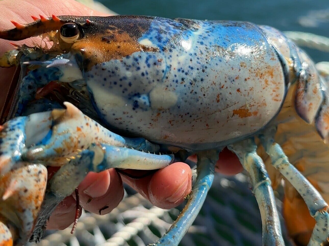 caption: A fisherman holds Bowie the lobster, which was caught off the coast of Maine.