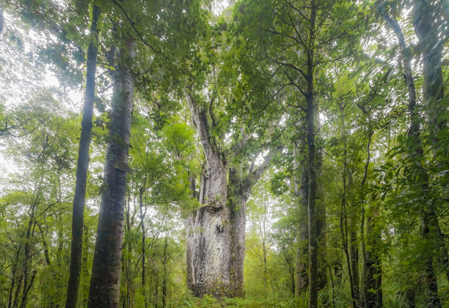 caption: A giant kauri tree grows in Waipoua Forest in Northland, New Zealand. Trees like this one that fell long ago and were preserved for thousands of years are helping researchers discern fluctuations in the Earth's magnetic poles.