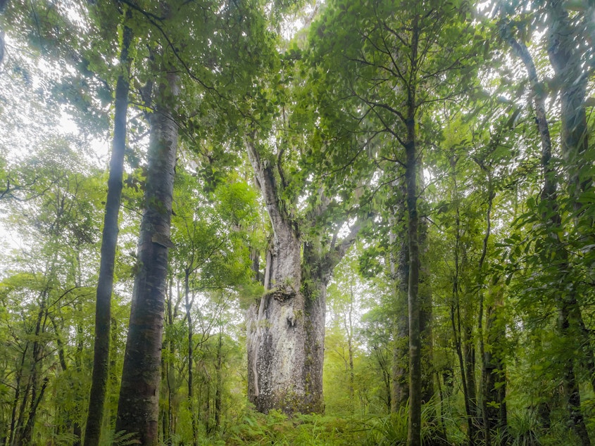 caption: A giant kauri tree grows in Waipoua Forest in Northland, New Zealand. Trees like this one that fell long ago and were preserved for thousands of years are helping researchers discern fluctuations in the Earth's magnetic poles.