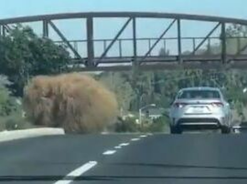 caption: A tumbleweed roughly the size of a car was captured on video this week and posted on X, where commenters compared it to a giant hairball, belly lint gone wild, and the critters from a 1986 sci-fi horror movie.