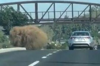 caption: A tumbleweed roughly the size of a car was captured on video this week and posted on X, where commenters compared it to a giant hairball, belly lint gone wild, and the critters from a 1986 sci-fi horror movie.
