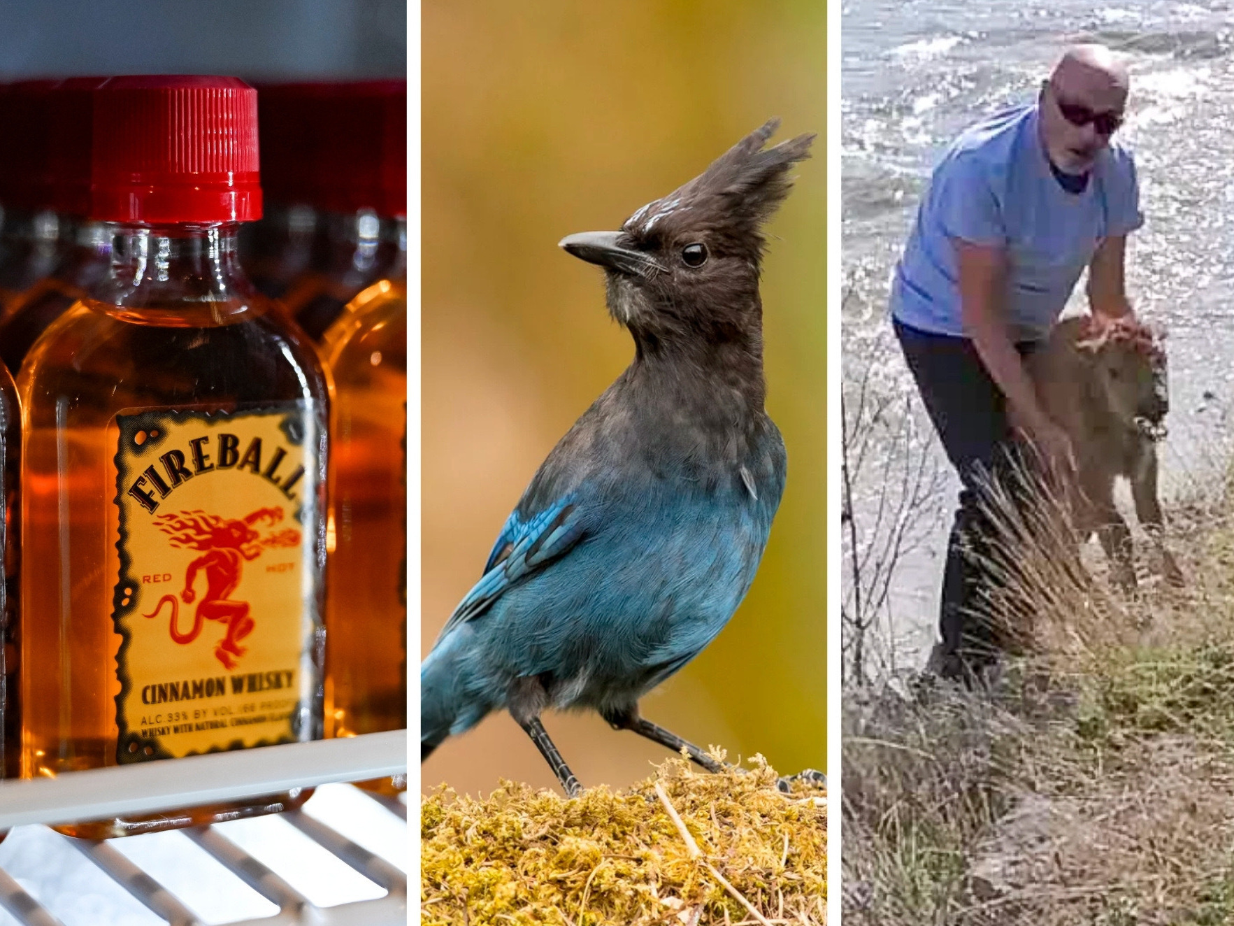 caption: 2023 has been a wild year. This composite image shows some of the subjects of our most popular stories: Fireball Whiskey, a Steller's jay, a Yellowstone visitor attempting to help a stranded bison calf, and Tucker Carlson.