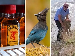 caption: 2023 has been a wild year. This composite image shows some of the subjects of our most popular stories: Fireball Whiskey, a Steller's jay, a Yellowstone visitor attempting to help a stranded bison calf, and Tucker Carlson.