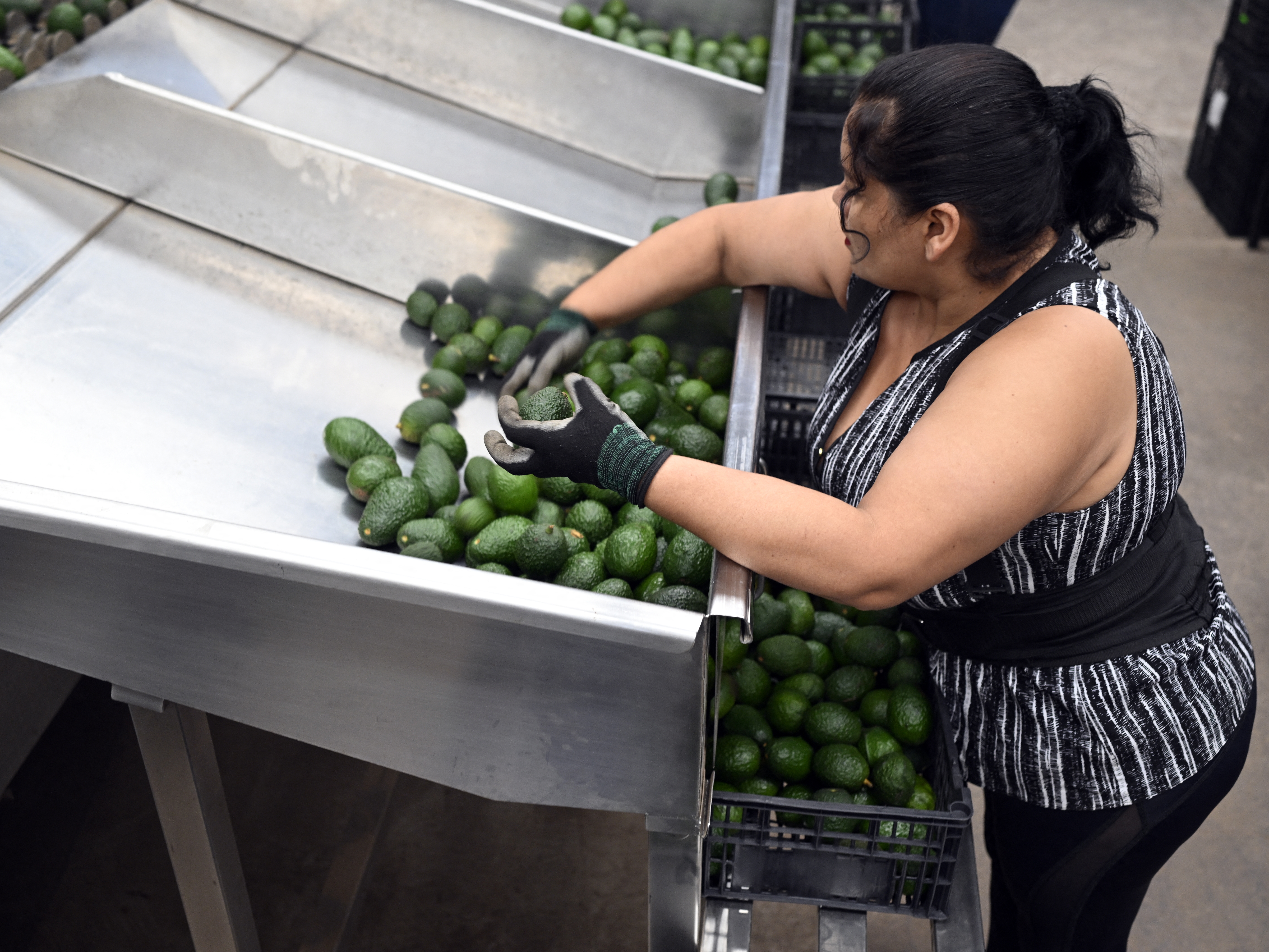 caption: President Trump has threatened to impose steep tariffs on imports from Mexico and Canada as early as Saturday.  Mexico supplies more than a quarter of all the fresh fruit and vegetables in the U.S., including avocados which are popular for Super Bowl dip.