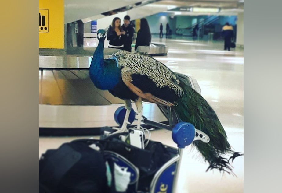 caption: Dexter the peacock did not get to fly the friendly skies.