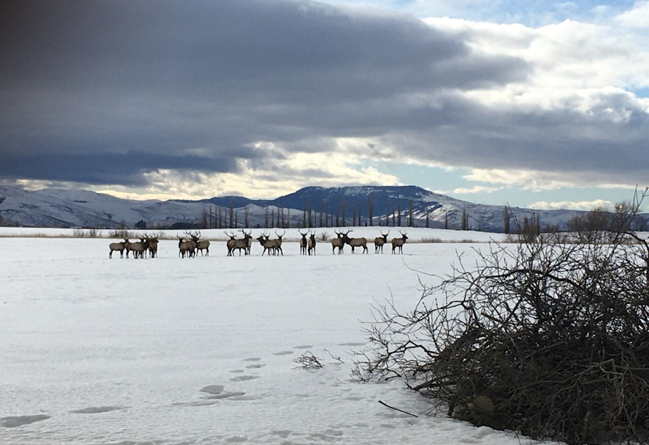 caption: Elk gather at Peter Nilsson’s farm outside of La Grande, Oregon. He says he loves watching the bald eagles and moose that show up on his farm by the river. And he thinks elk are cool too. But not when an entire herd parties all winter at his spread, eating his hay.