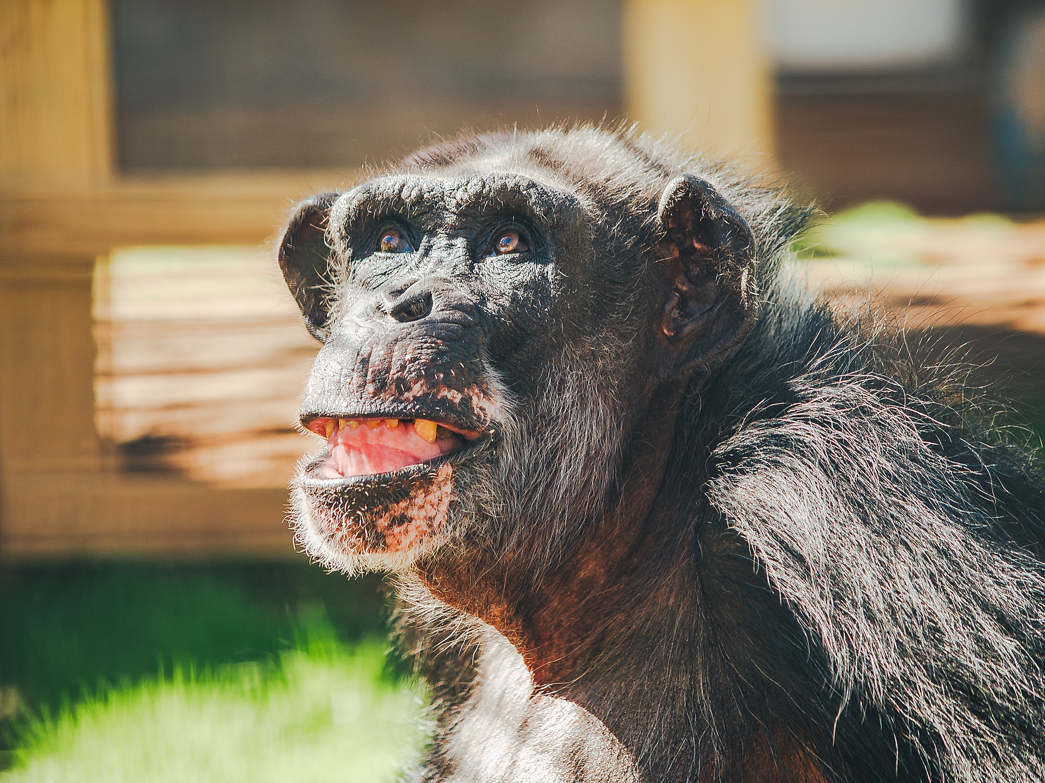 caption: Al is one of the former research chimpanzees recently moved to a chimp sanctuary in Louisiana.