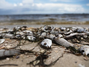 caption: Fish are seen washed ashore at the Sanibel Causeway after dying in a red tide in 2018 in Sanibel, Florida.