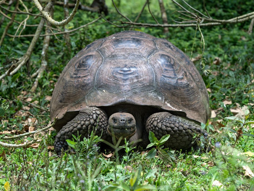 caption: A giant tortoise on Santa Cruz Island in the Galapagos Islands.