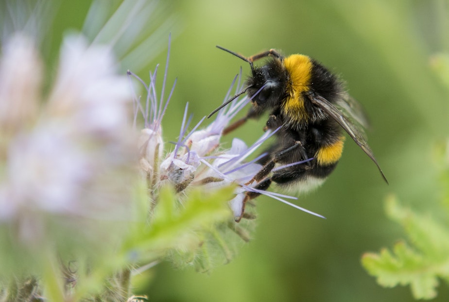 caption: A bumblebee collects pollen from a flower. (Silas Stein/AFP via Getty Images)