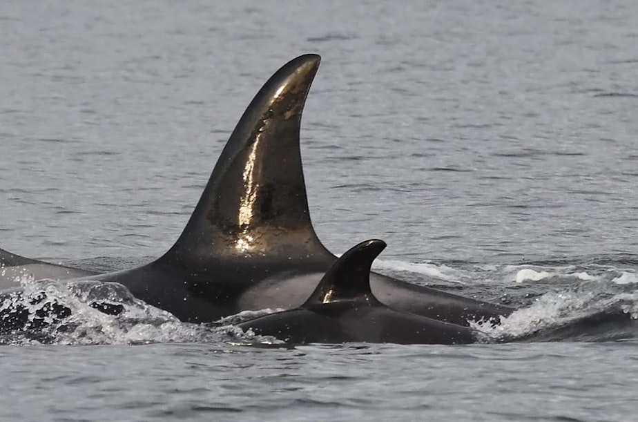 caption: Newborn orca calf J59 swimming next to its mother J37, March 1, 2022. 