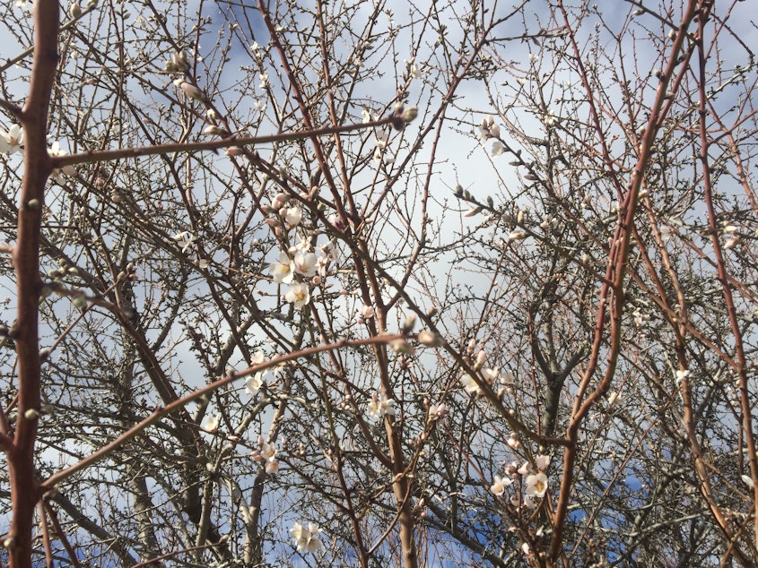 caption: A matrix of almond branches show off delicate early blooms near Lost Hills, Calif. Almonds have grown from 765,000 acres to 1.33 million acres in the last decade.
