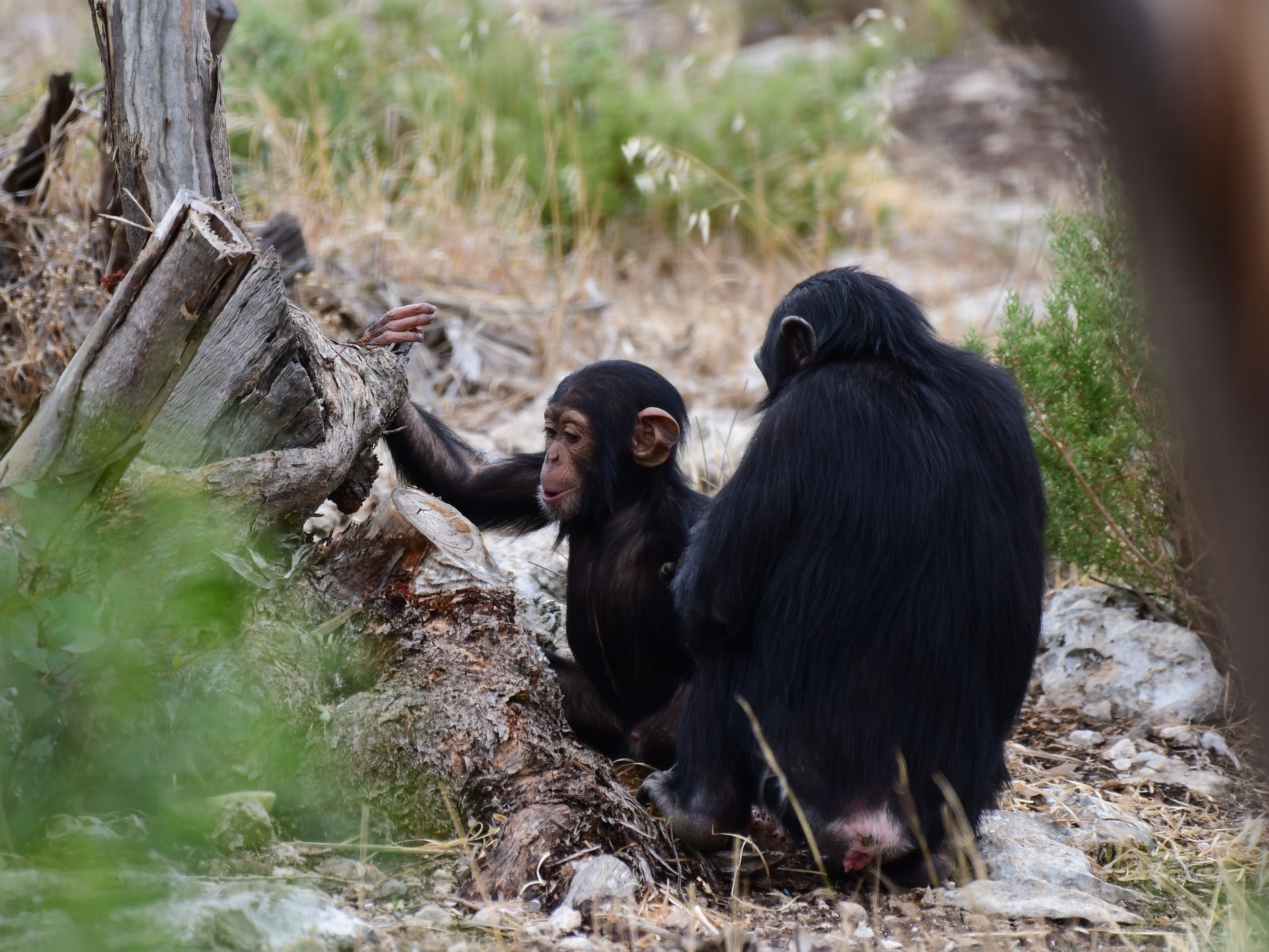 caption: Chimpanzees in Monarto Safari Park South Australia. A new study finds in<strong> </strong>captive chimpanzees, peeing is contagious