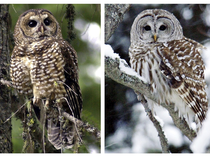 caption: This combination of 2003 and 2006 photos shows a northern spotted owl, left, in the Deschutes National Forest near Camp Sherman, Ore., and a barred owl in East Burke, Vt.