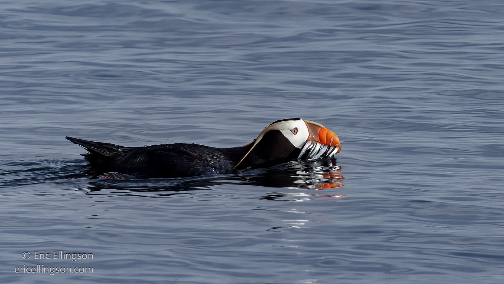 caption: A tufted puffin carries a beak full of small fish near Smith Island, Washington, on July 28, 2024.