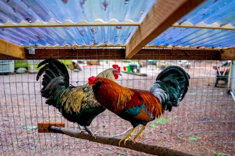 caption: Rooster Haus Rescue near Fall City, Washington. 