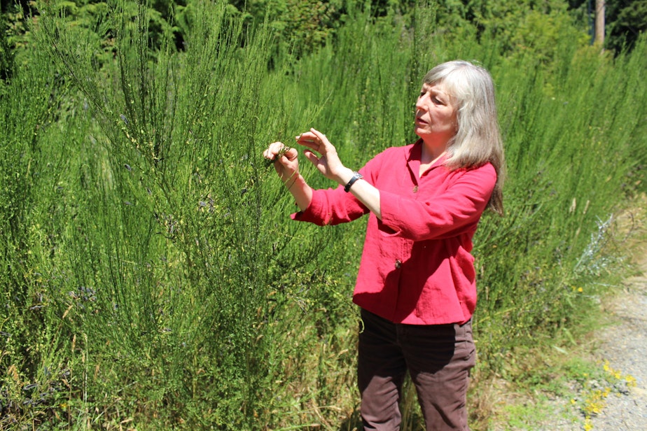 caption: Linda Vane from the King County Department of Natural Resources and Parks examines a stand of Scotch broom, a invasive plant that is highly flammable.