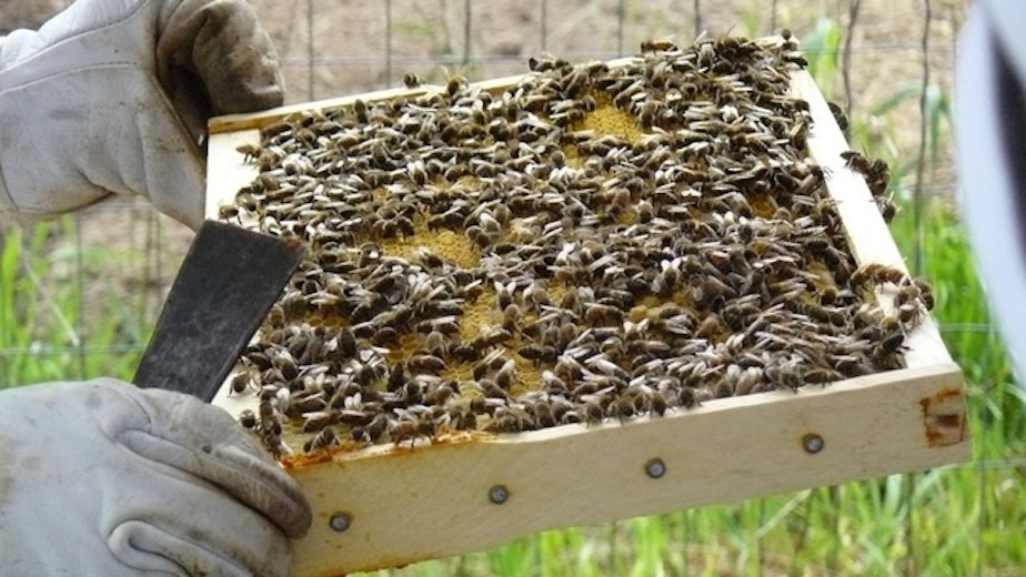 caption:  A close up view of a honey beehive. 