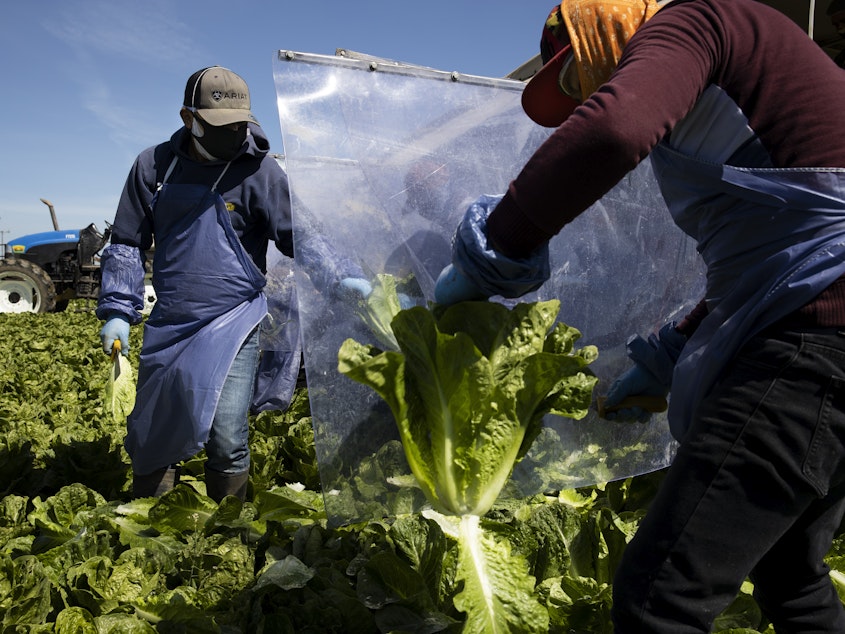 caption: Farm laborers working with an H-2A visa harvest romaine lettuce on a machine with heavy plastic dividers that separate workers from each other on April 27, 2020, in Greenfield, Calif.