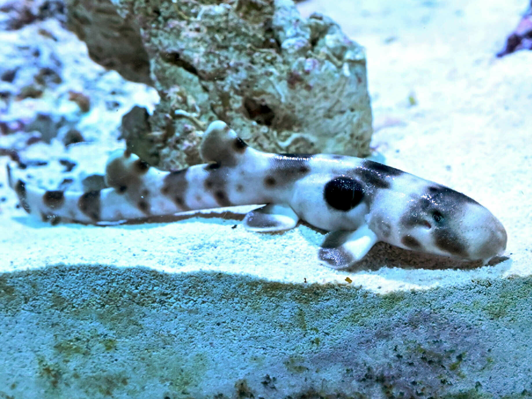 caption: An epaulette shark pup that hatched from an apparent parthenogenesis is now on display at Brookfield Zoo, in a Chicago suburb.