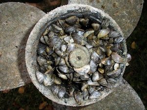 caption:  Quagga mussels clog a boat motor.