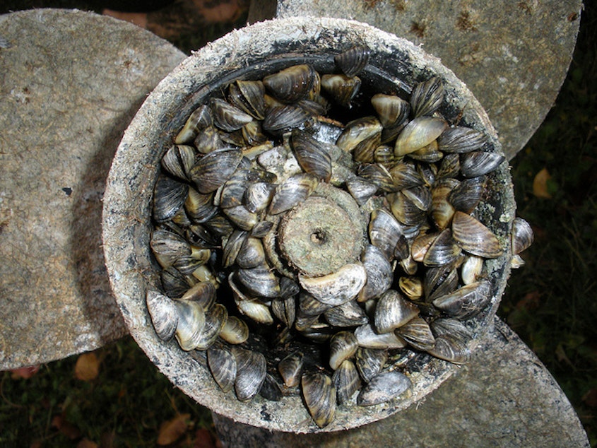 caption:  Quagga mussels clog a boat motor.