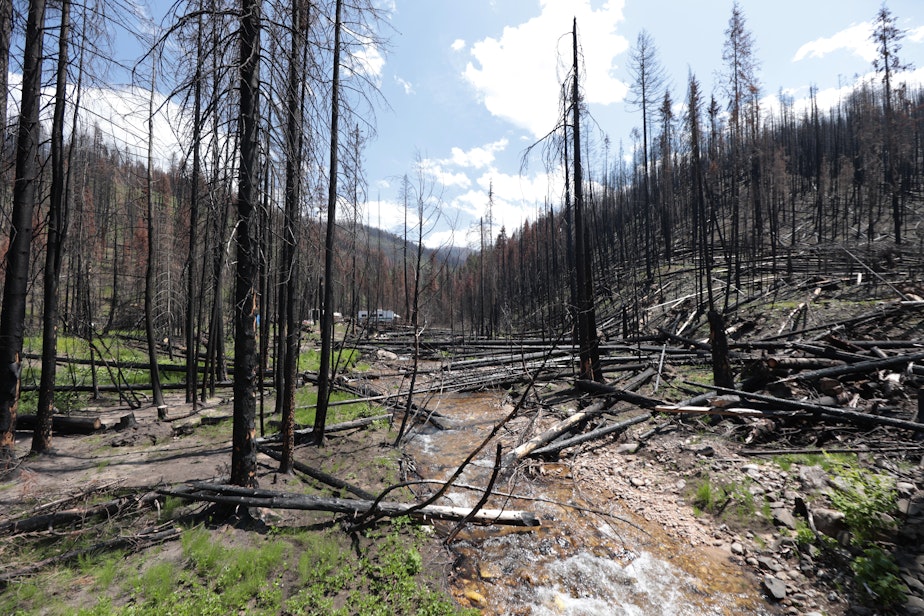 caption: The Williams Creek Fire burned thousands of acres in the north Idaho wilderness last summer. Fire crews, with the help of heavy rains, eventually put out the blaze. 