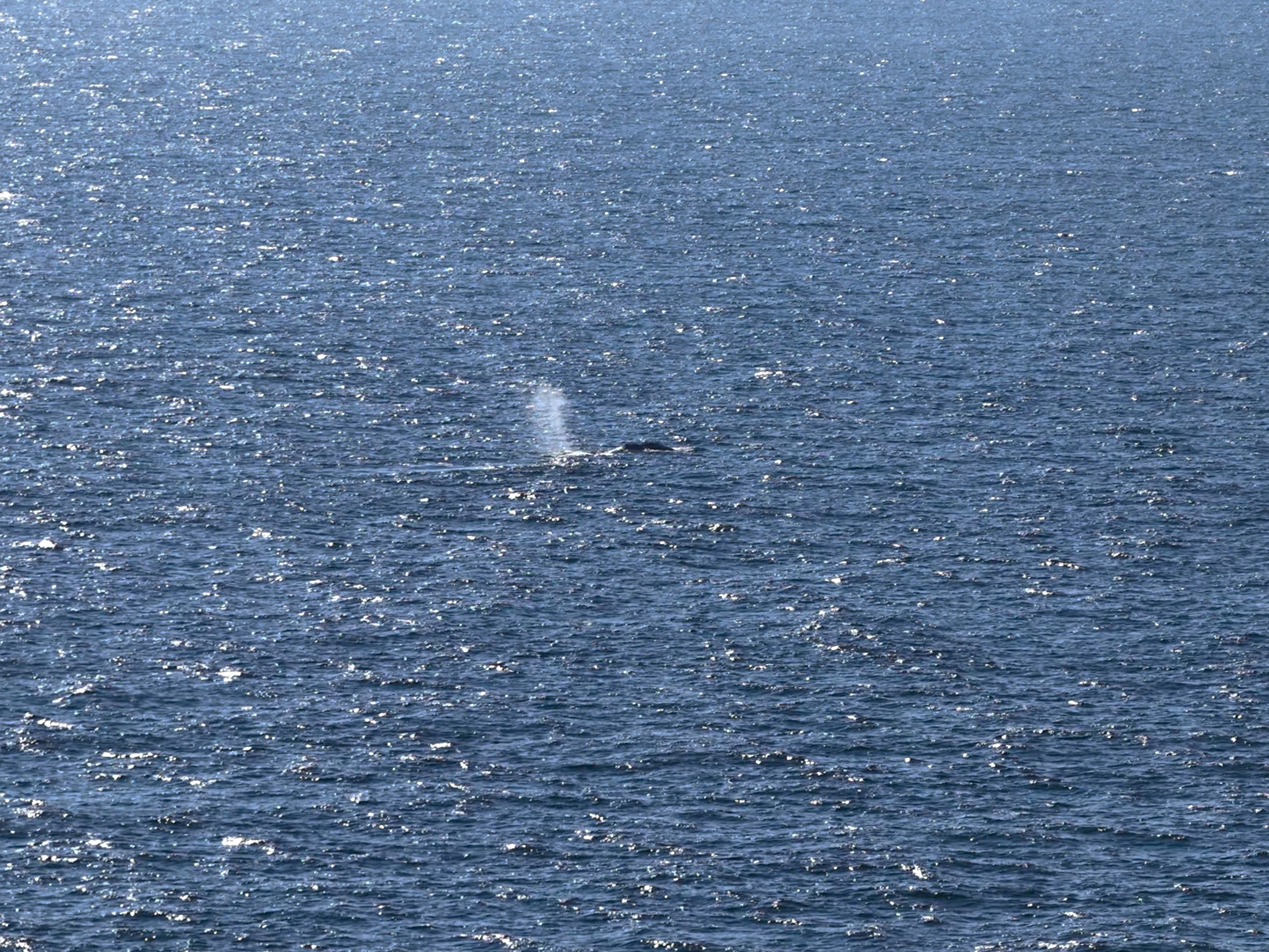 caption: An aerial photo taken on May 2, 2026 shows Timmy, the rescued humpback whale, offshore near Skagen after being released from a barge. The whale was first spotted stuck on a sandbank on March 23 near the city of Lübeck before freeing itself and then becoming stuck again several times.