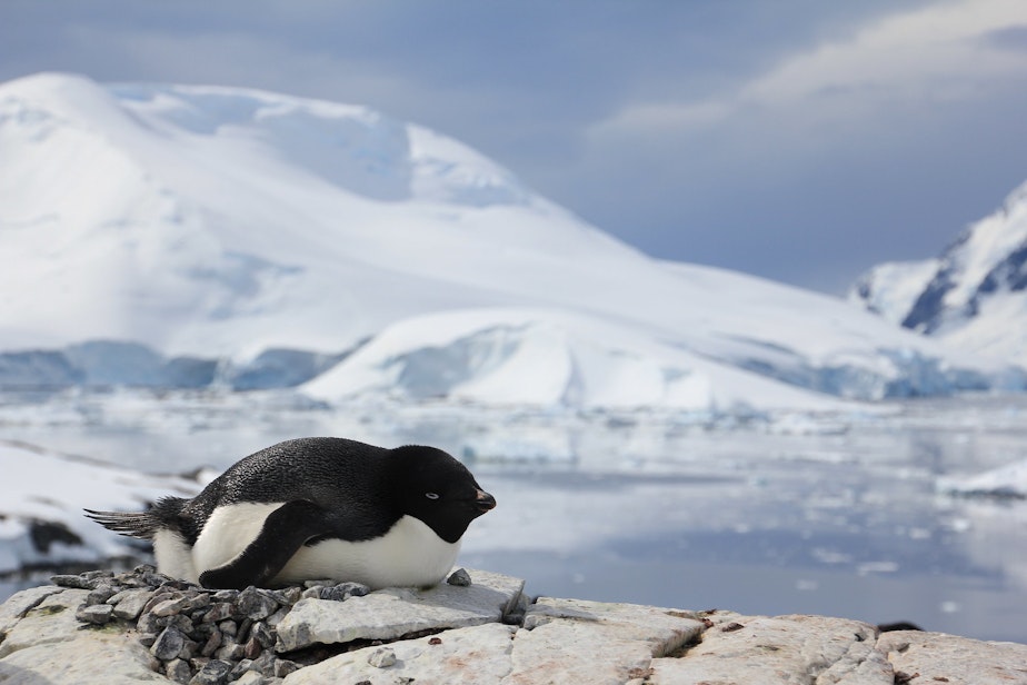 caption: Adelie penguin on Petermann Island, Antarctica