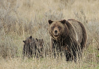 caption: Grizzly sow and cubs near Fishing Bridge, Yellowstone National Park.