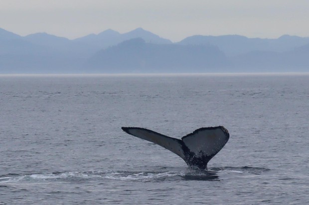 caption: <p>One of many humpback whales seen feeding in the Strait of Juan de Fuca on Aug. 10.</p>