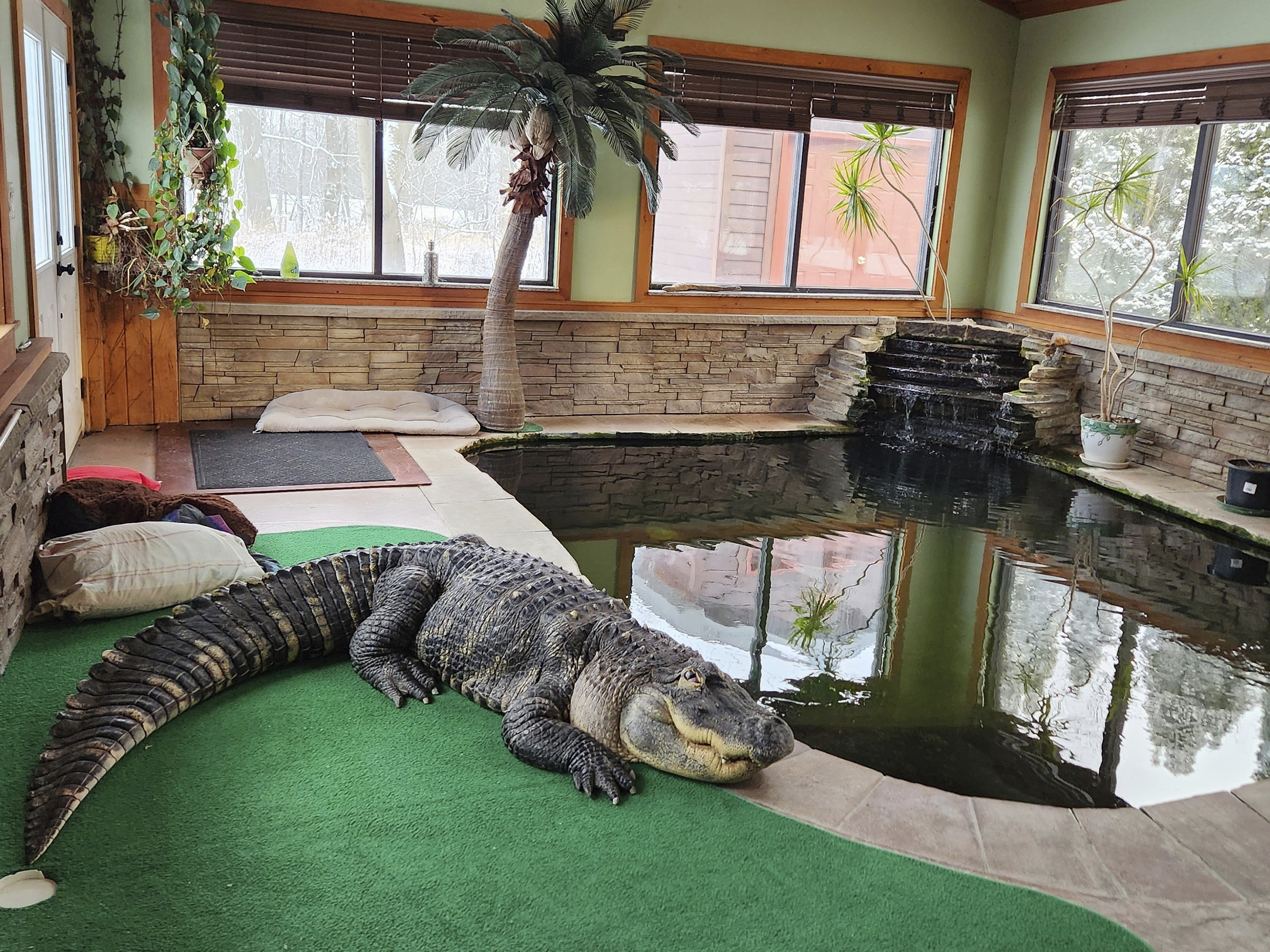 caption: This photo provided by Tony Cavallaro shows his alligator, Albert, inside the custom enclosure he built for the reptile in his house in Hamburg, N.Y. The alligator was seized by the Department of Environmental Conservation in mid-March.