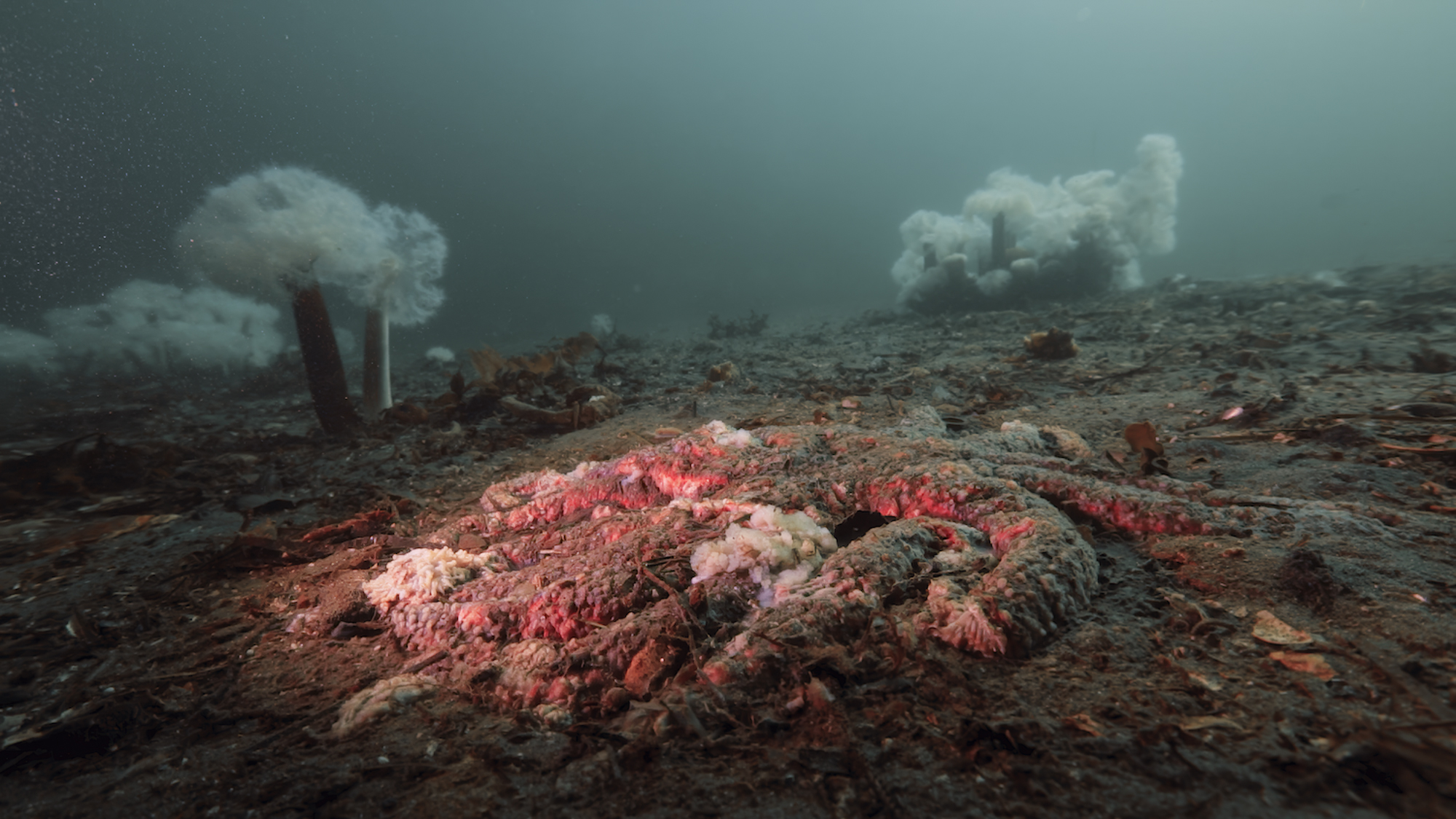 caption: A sunflower sea star is reduced to goo, with plumose anemones in the background, off British Columbia’s Calvert Island in 2015.