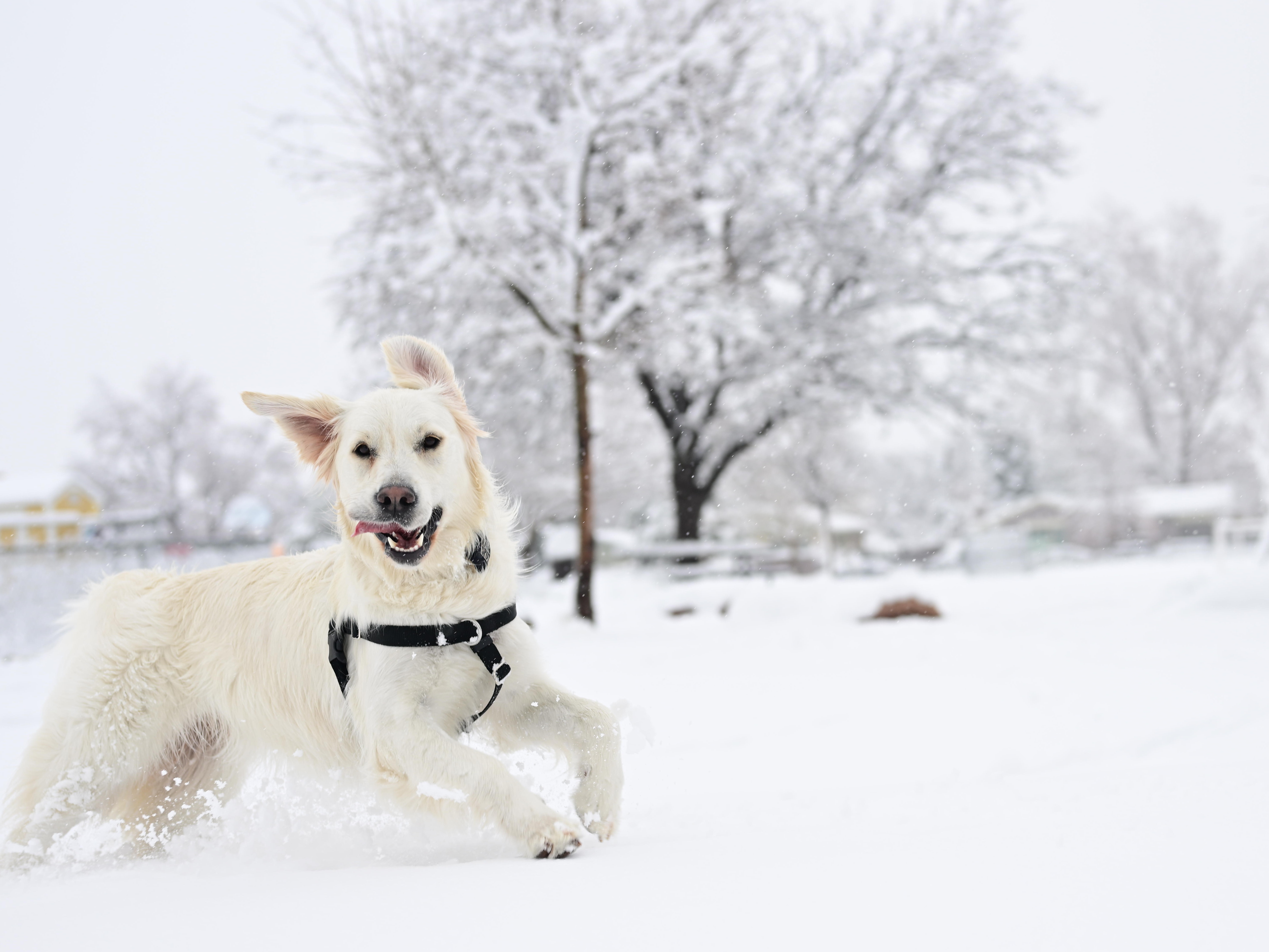 caption: A golden retriever races through the snow during a storm on March 14 in Boulder, Colorado.