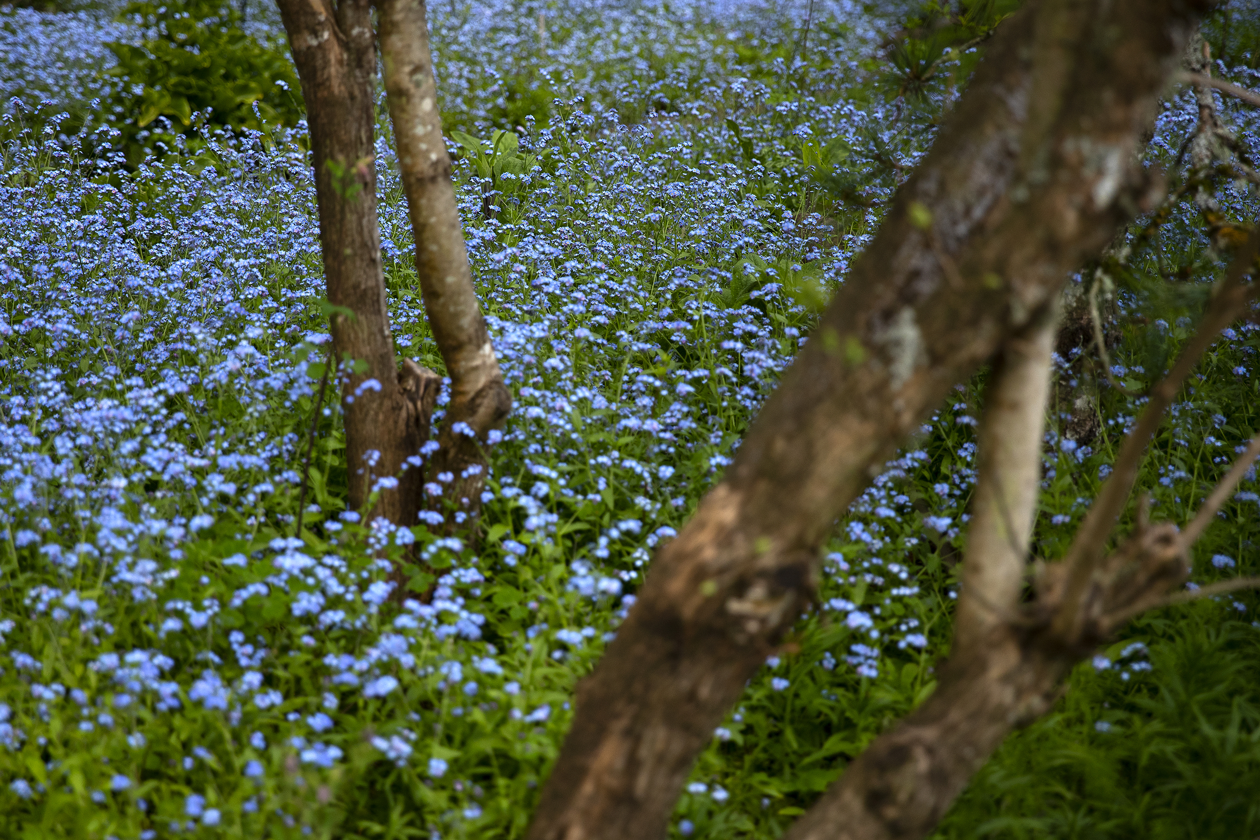 caption: A yard of blossoming forget-me-nots is shown on Friday, April 10, 2026, in Burien. 